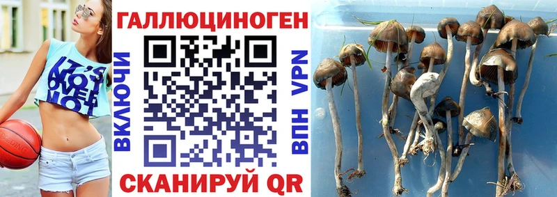 Псилоцибиновые грибы мухоморы  Комсомольск-на-Амуре 